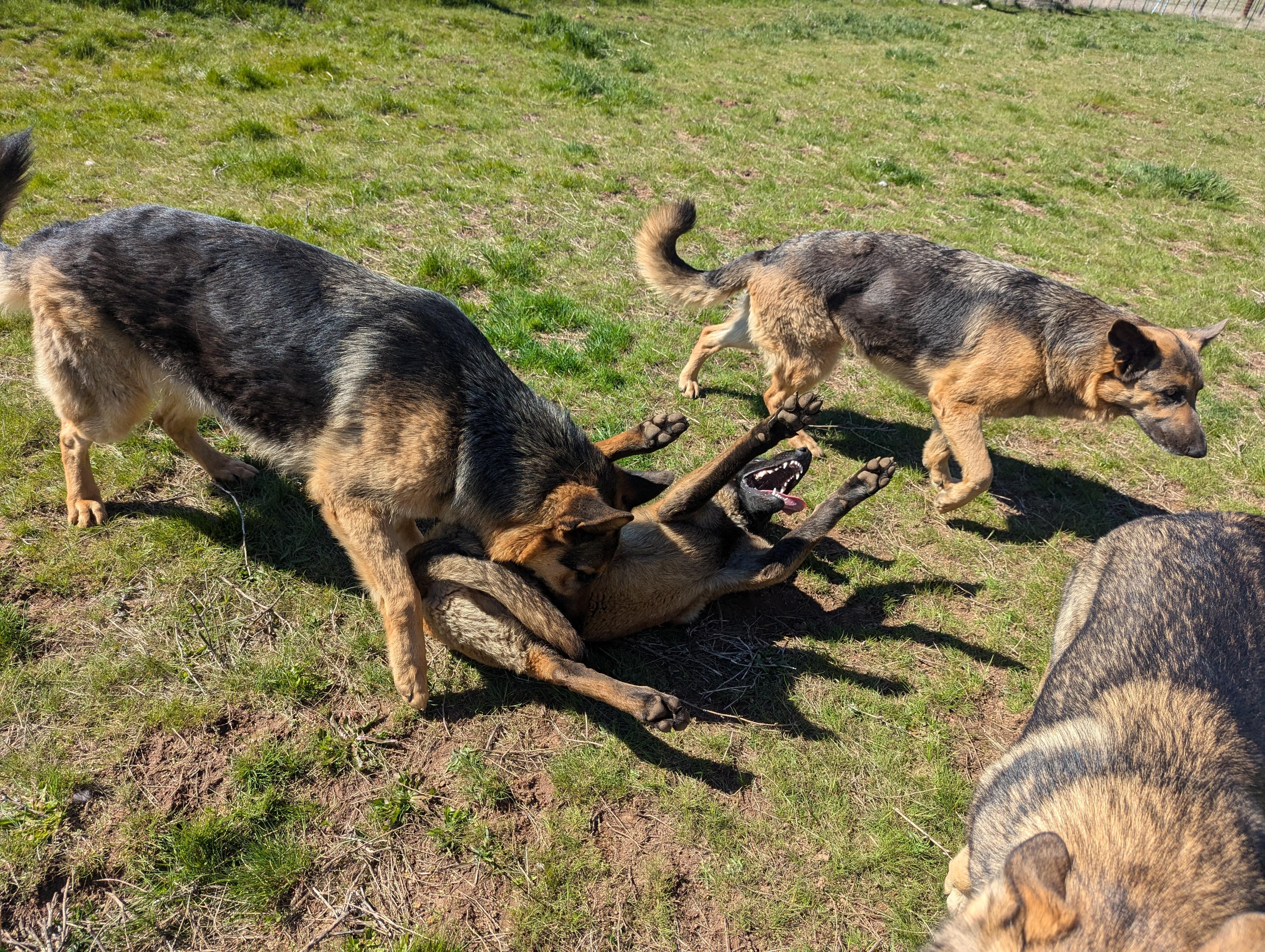 Bandit, an adoptable Belgian Shepherd / Malinois in Goldendale, WA, 98620 | Photo Image 5