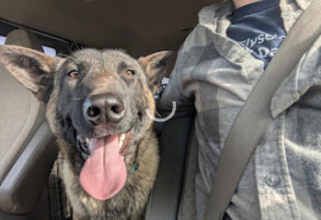 Bandit, an adoptable Belgian Shepherd / Malinois in Goldendale, WA, 98620 | Photo Image 6