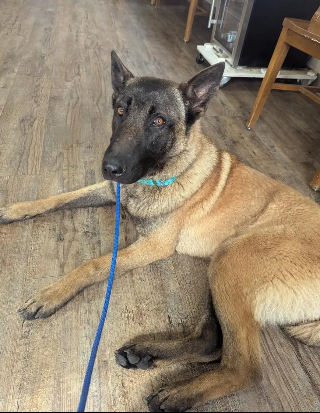 Bandit, an adoptable Belgian Shepherd / Malinois in Goldendale, WA, 98620 | Photo Image 1