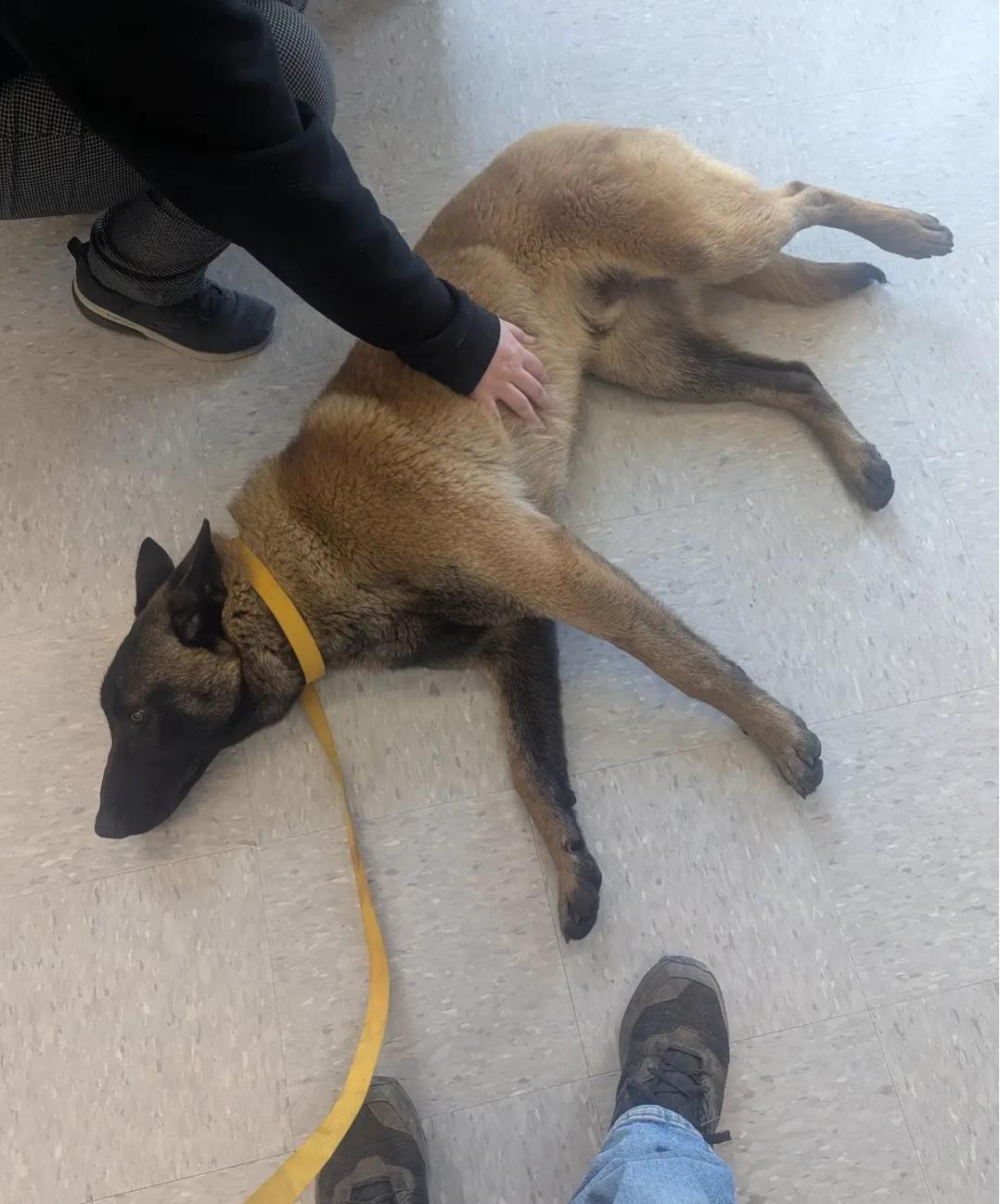 Bandit, an adoptable Belgian Shepherd / Malinois in Goldendale, WA, 98620 | Photo Image 3
