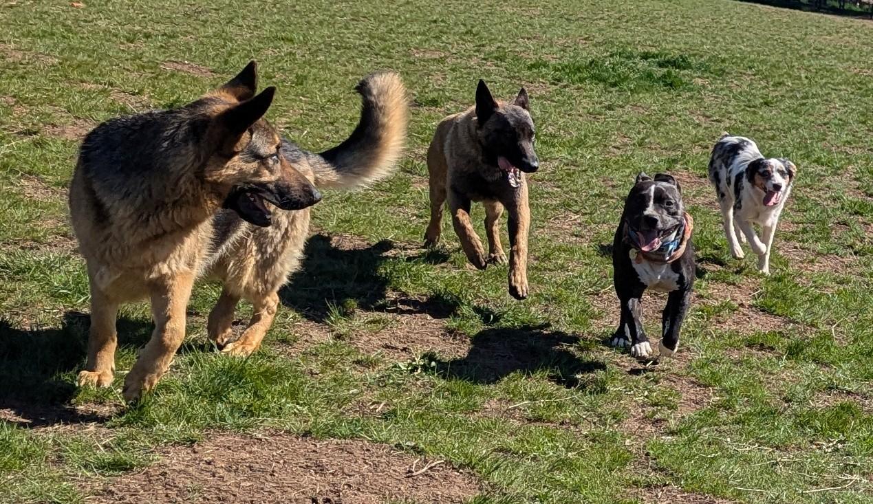 Bandit, an adoptable Belgian Shepherd / Malinois in Goldendale, WA, 98620 | Photo Image 4