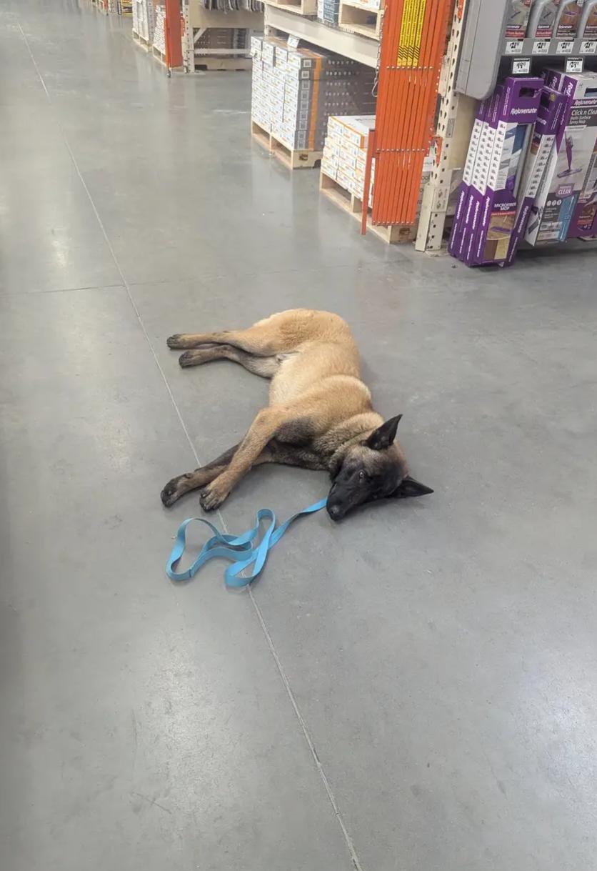 Bandit, an adoptable Belgian Shepherd / Malinois in Goldendale, WA, 98620 | Photo Image 2