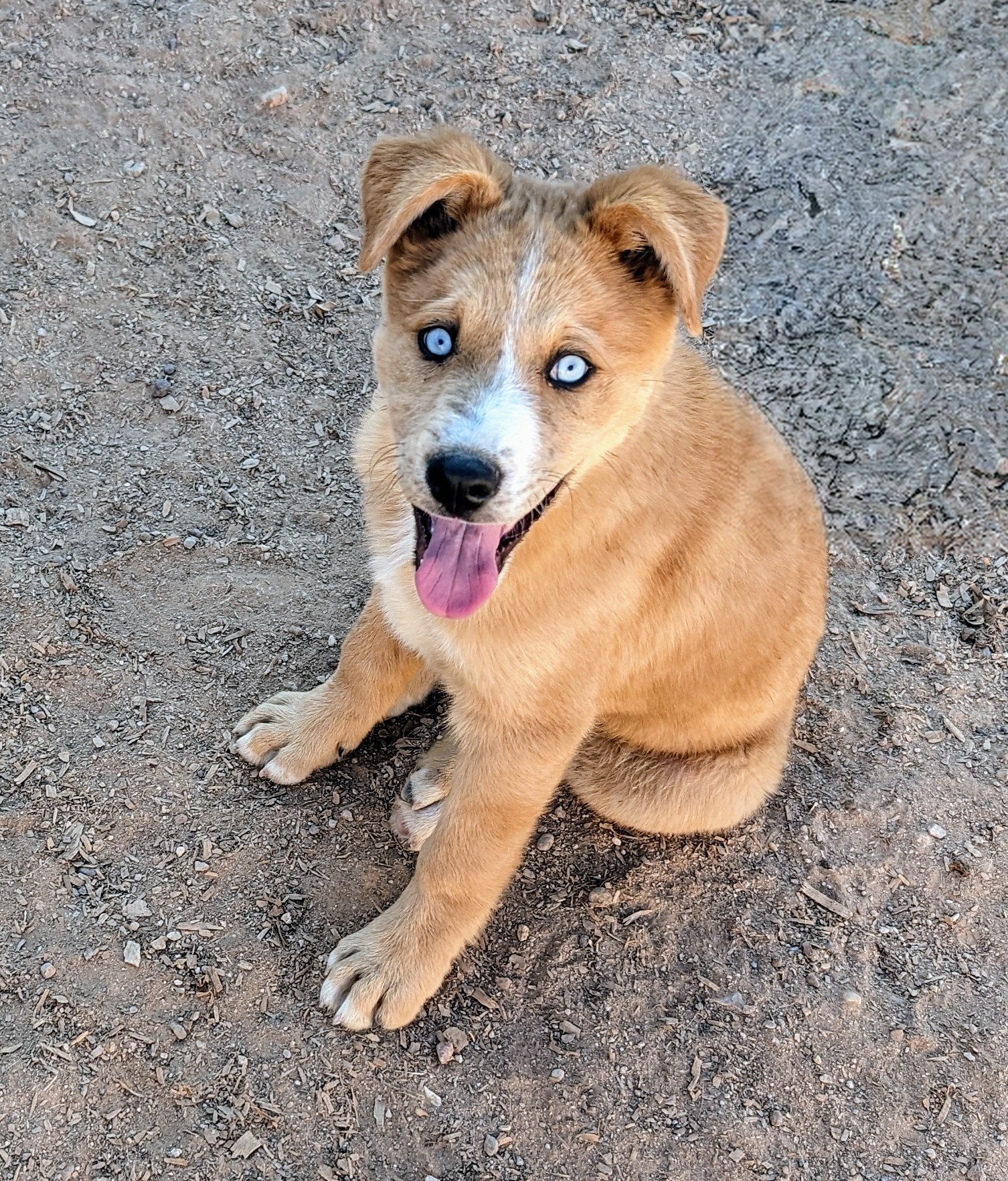 KELSO, Adopted, Puppy Male Australian Shepherd.