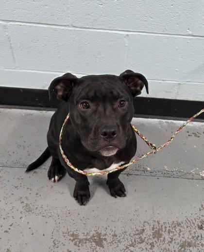 Enlarge Lilith, an adoptable mixed breed in Sacramento, CA image 1/1