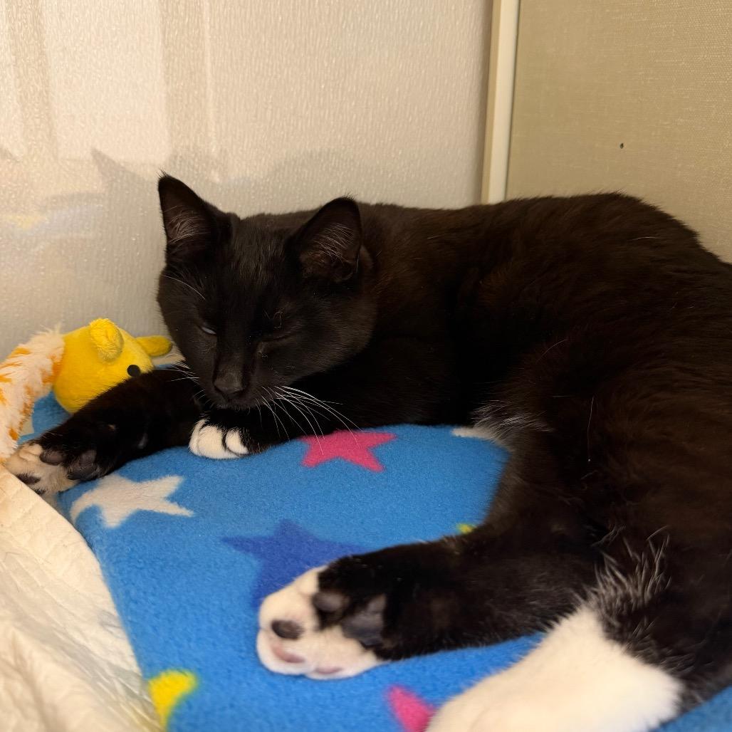 Enlarge Placido, a Adoptable Domestic Short Hair in Sunnyvale, CA image 1/3