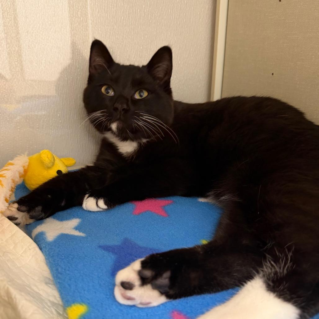 Enlarge Placido, a Adoptable Domestic Short Hair in Sunnyvale, CA image 3/3