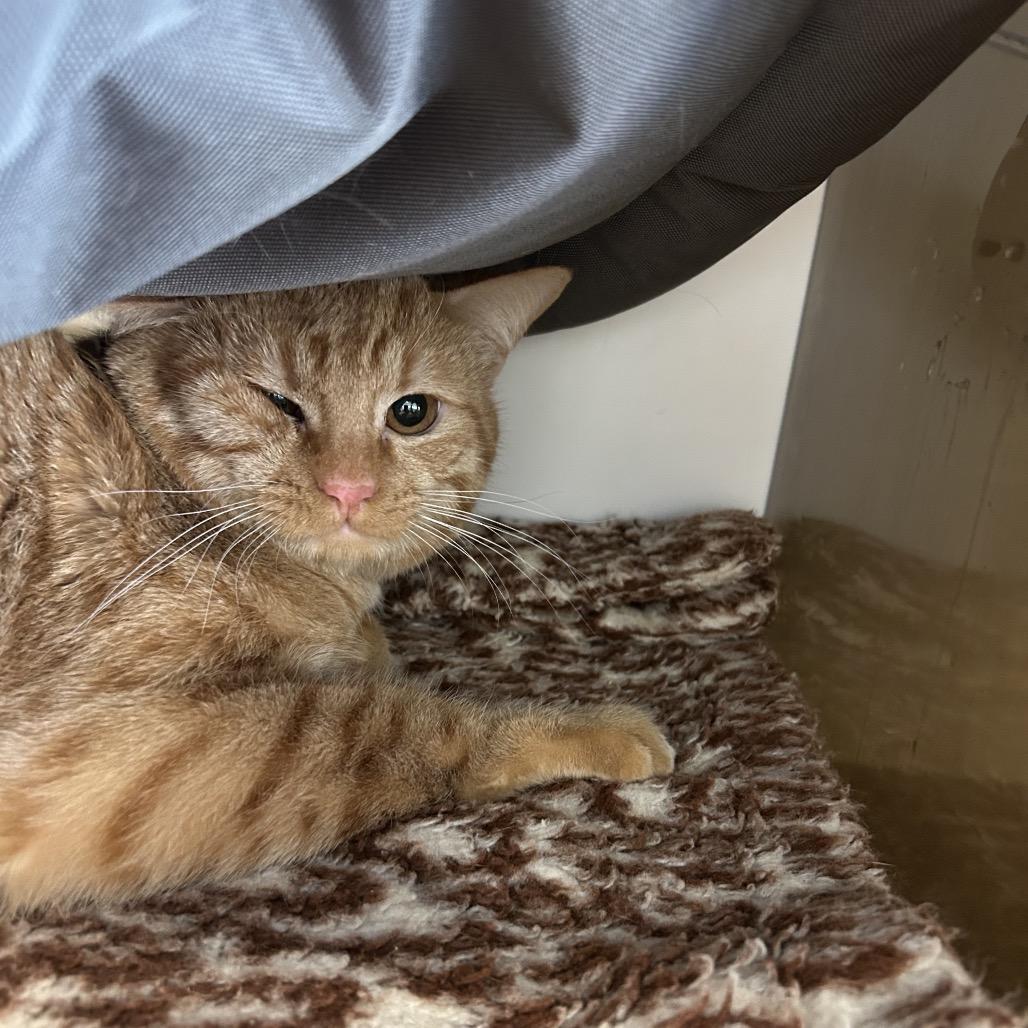 Enlarge Notch, a Adoptable Domestic Short Hair in Park City, UT image 1/2