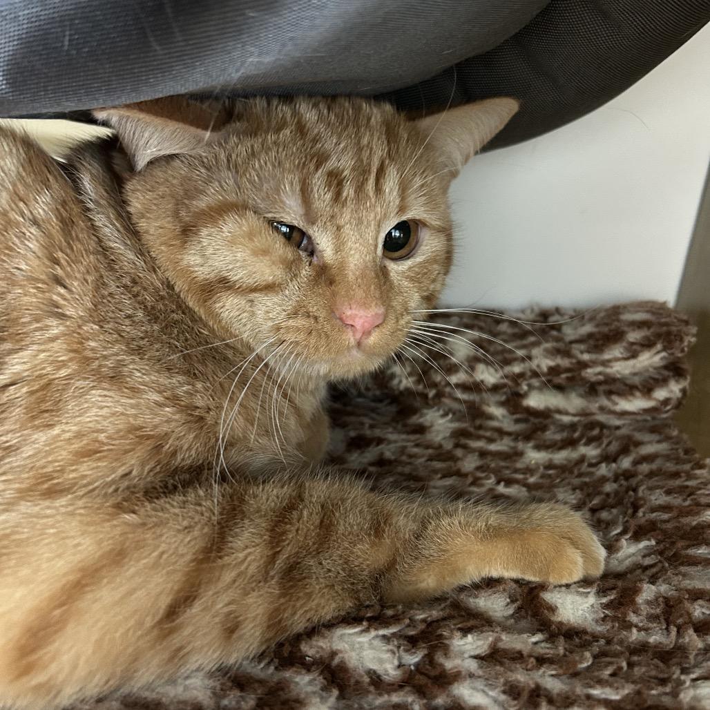 Enlarge Notch, a Adoptable Domestic Short Hair in Park City, UT image 2/2