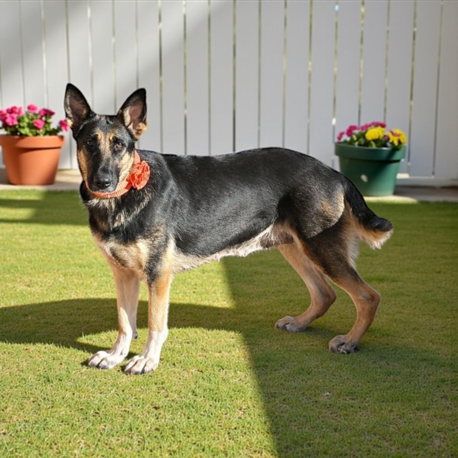 Enlarge Sophie, an adopted mixed breed in Fort Worth, TX image 4/6
