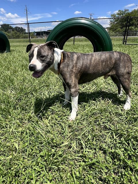 CHANCE, Adoptable, Adult Male American Bulldog & Mixed Breed.