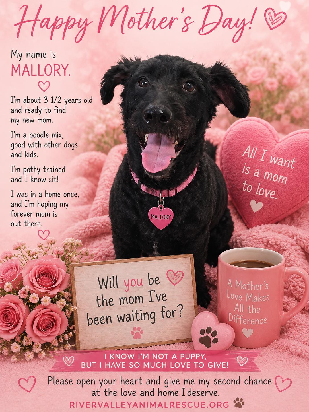 Mallory, adopted, Young Female Poodle.