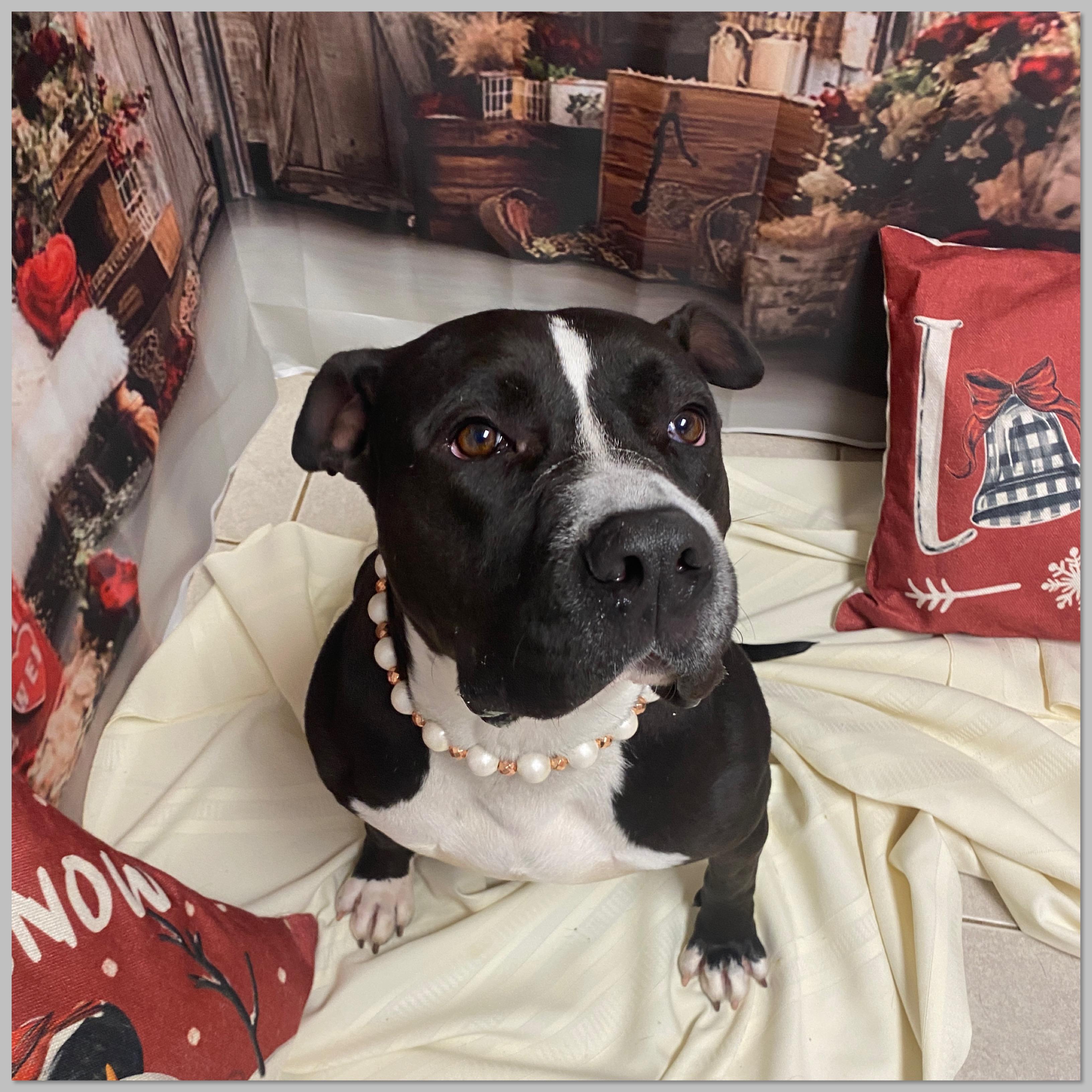 Petunia GCI Trained Graduate!!, an adopted mixed breed in Elyria, OH image 2/6