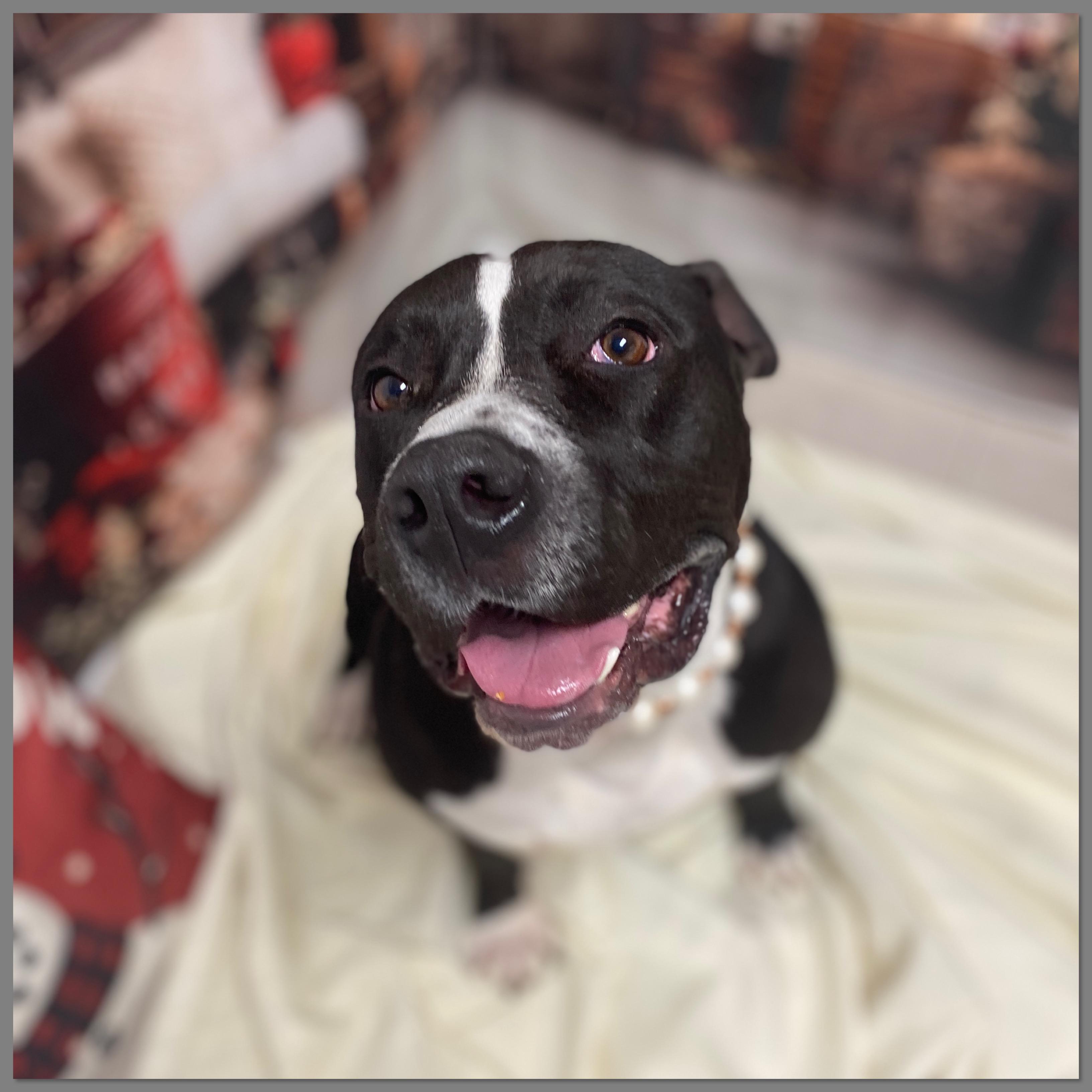 Petunia GCI Trained Graduate!!, an adopted mixed breed in Elyria, OH image 4/6