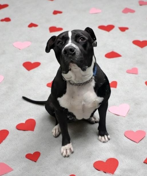 Petunia GCI Trained Graduate!!, adoptable, Adult Female Terrier & Pit Bull Terrier.