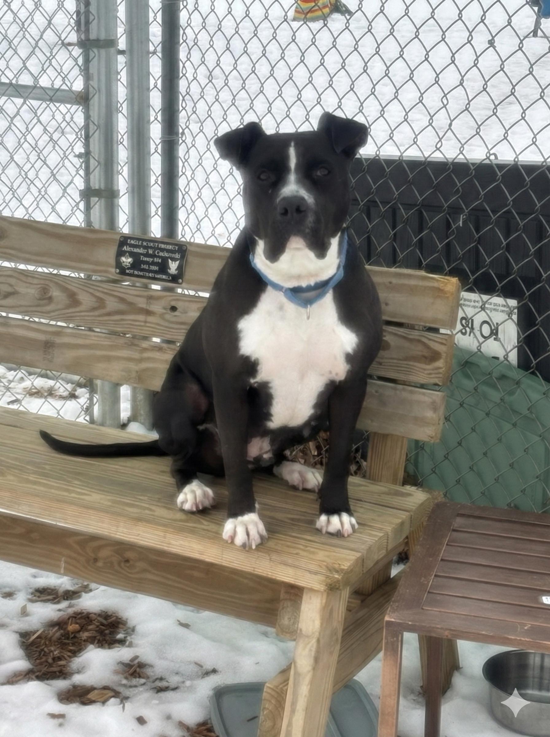 Petunia GCI Trained Graduate!!, an adopted mixed breed in Elyria, OH image 6/6