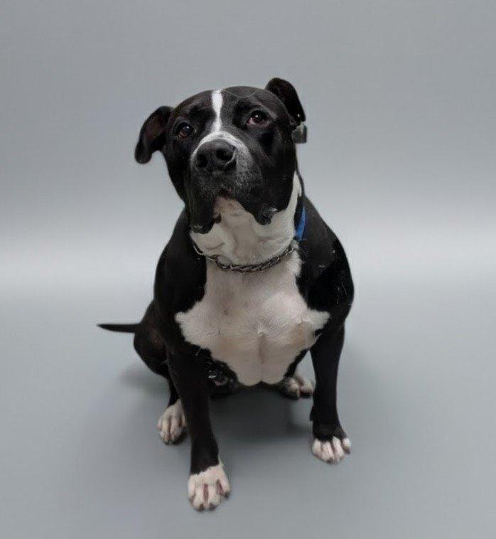 Enlarge Petunia GCI Trained Graduate!!, an adoptable mixed breed in Elyria, OH image 2/5