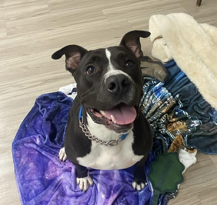 Petunia GCI Trained Graduate!!, an adopted mixed breed in Elyria, OH image 3/6