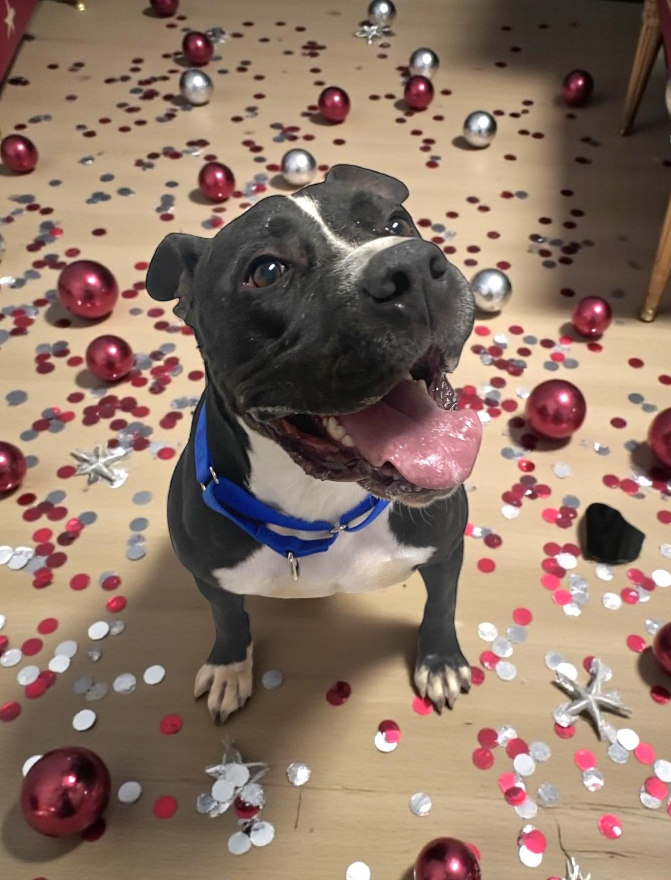 Enlarge Petunia GCI Trained Graduate!!, an adoptable mixed breed in Elyria, OH image 4/5