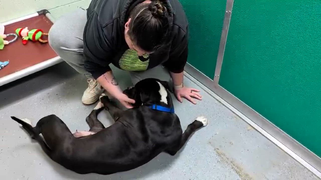 Enlarge Petunia GCI Trained Graduate!!, an adoptable mixed breed in Elyria, OH video 5/5