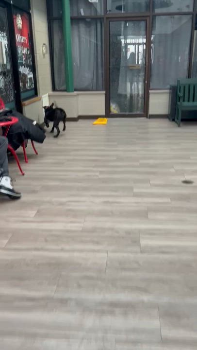 Enlarge Petunia GCI Trained Graduate!!, an adopted mixed breed in Elyria, OH video 5/6