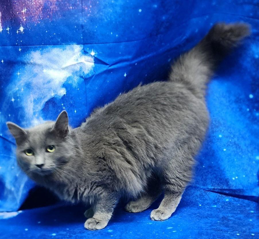 251893 Anastasia — thumbnail 2