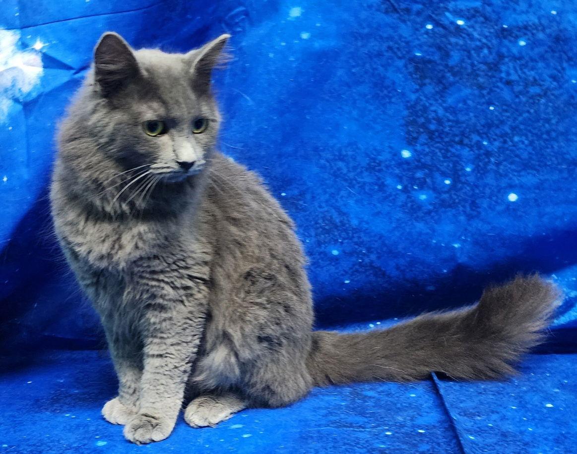 251893 Anastasia — thumbnail 3