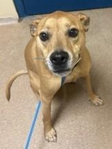 Enlarge Lucky, a Adoptable mixed breed in Sanford, FL image 1/2