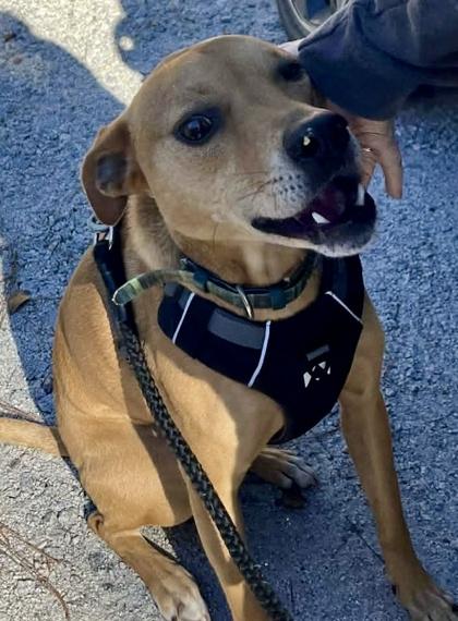 Enlarge Lucky, a Adoptable mixed breed in Sanford, FL image 2/2