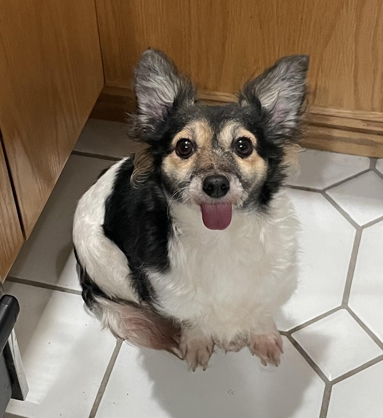 Enlarge Poppy, an adopted Papillon in Livermore, CA image 1/5