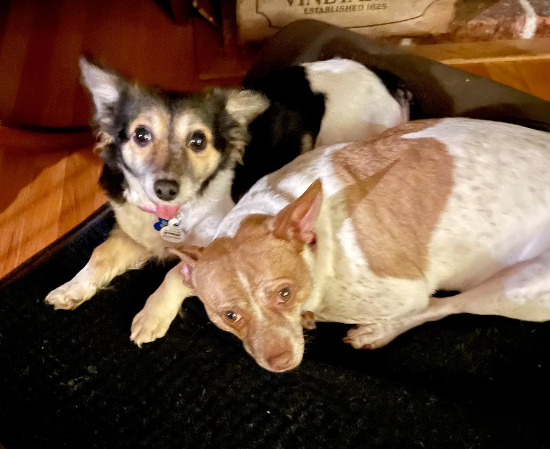 Enlarge Poppy, an adopted Papillon in Livermore, CA image 3/5