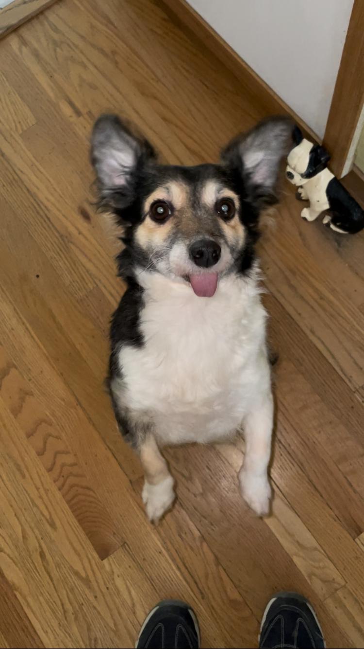 Enlarge Poppy, an adopted Papillon in Livermore, CA image 4/5