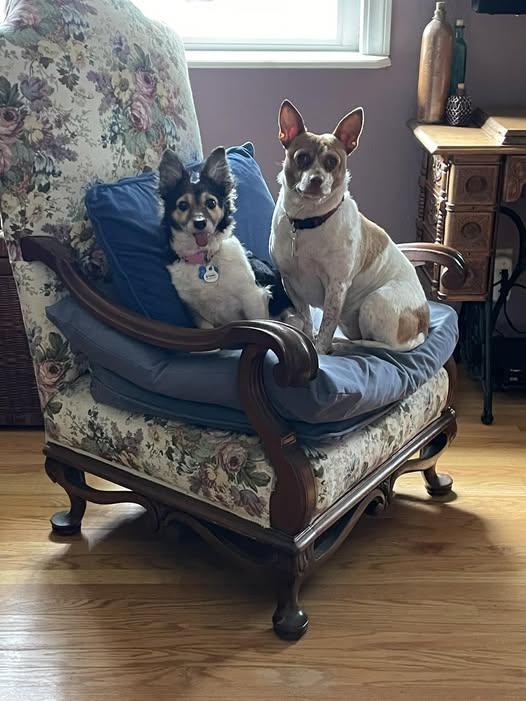 Enlarge Poppy, an adopted Papillon in Livermore, CA image 5/5