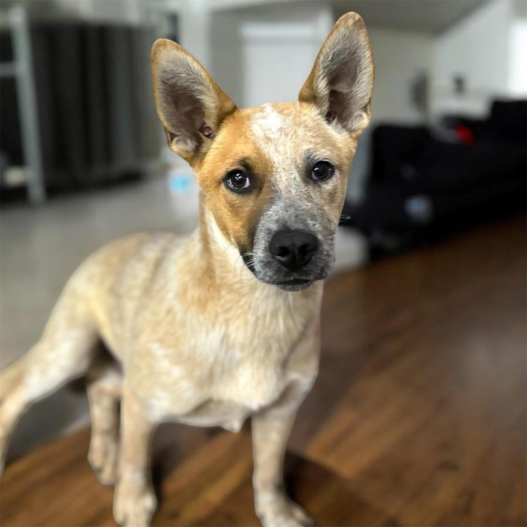 Bug, Adoptable, Young Male Mixed Breed.