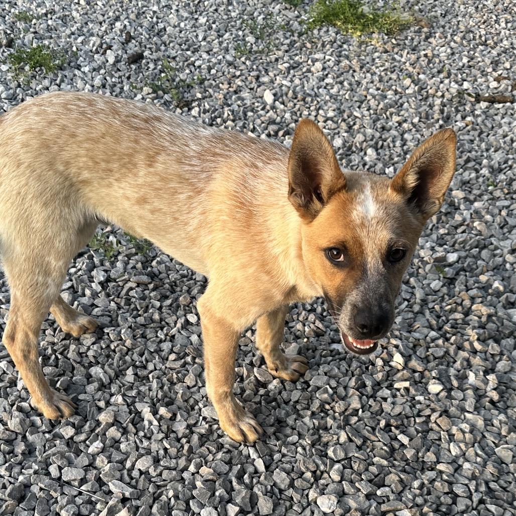 Bug, a Adoptable Mixed Breed in Corbin, KY image 2/6