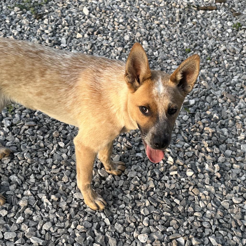 Bug, a Adoptable Mixed Breed in Corbin, KY image 3/6