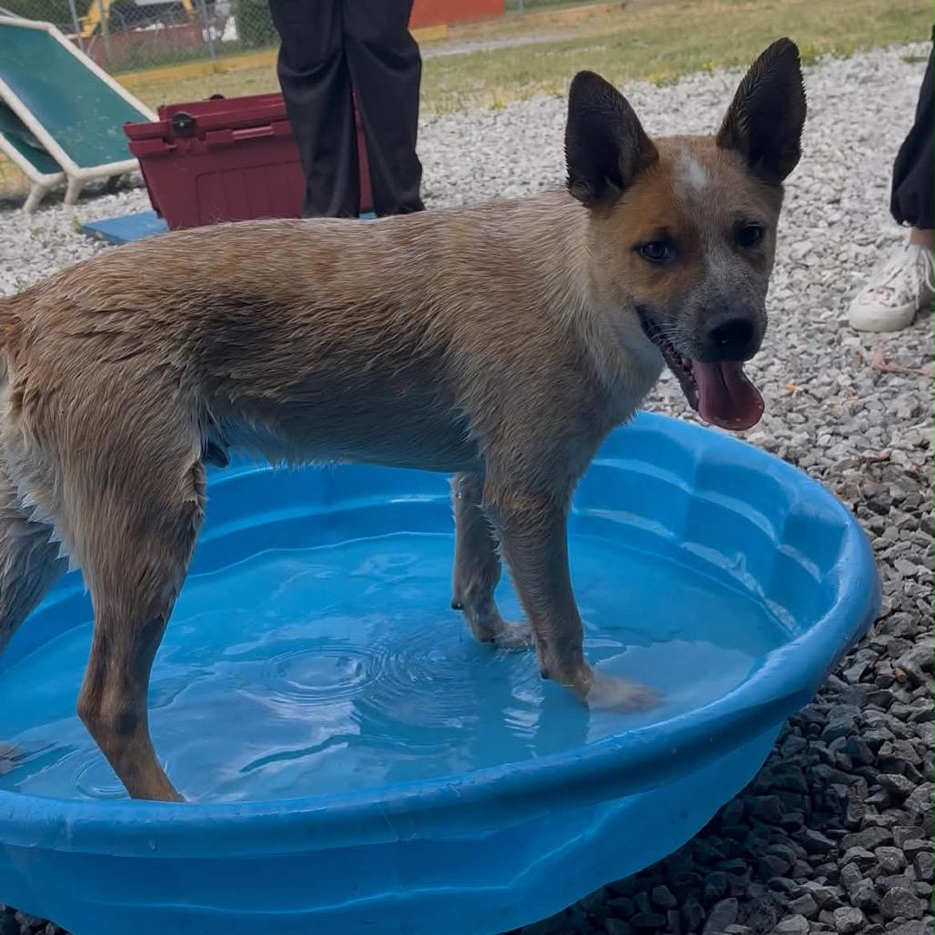 Bug, a Adoptable Mixed Breed in Corbin, KY image 4/6