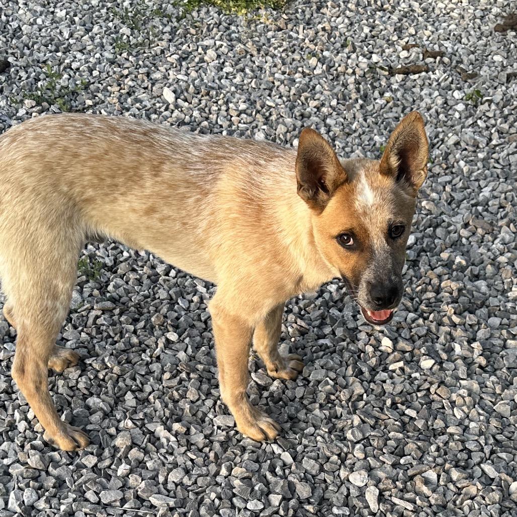 Bug, a Adoptable Mixed Breed in Corbin, KY image 6/6