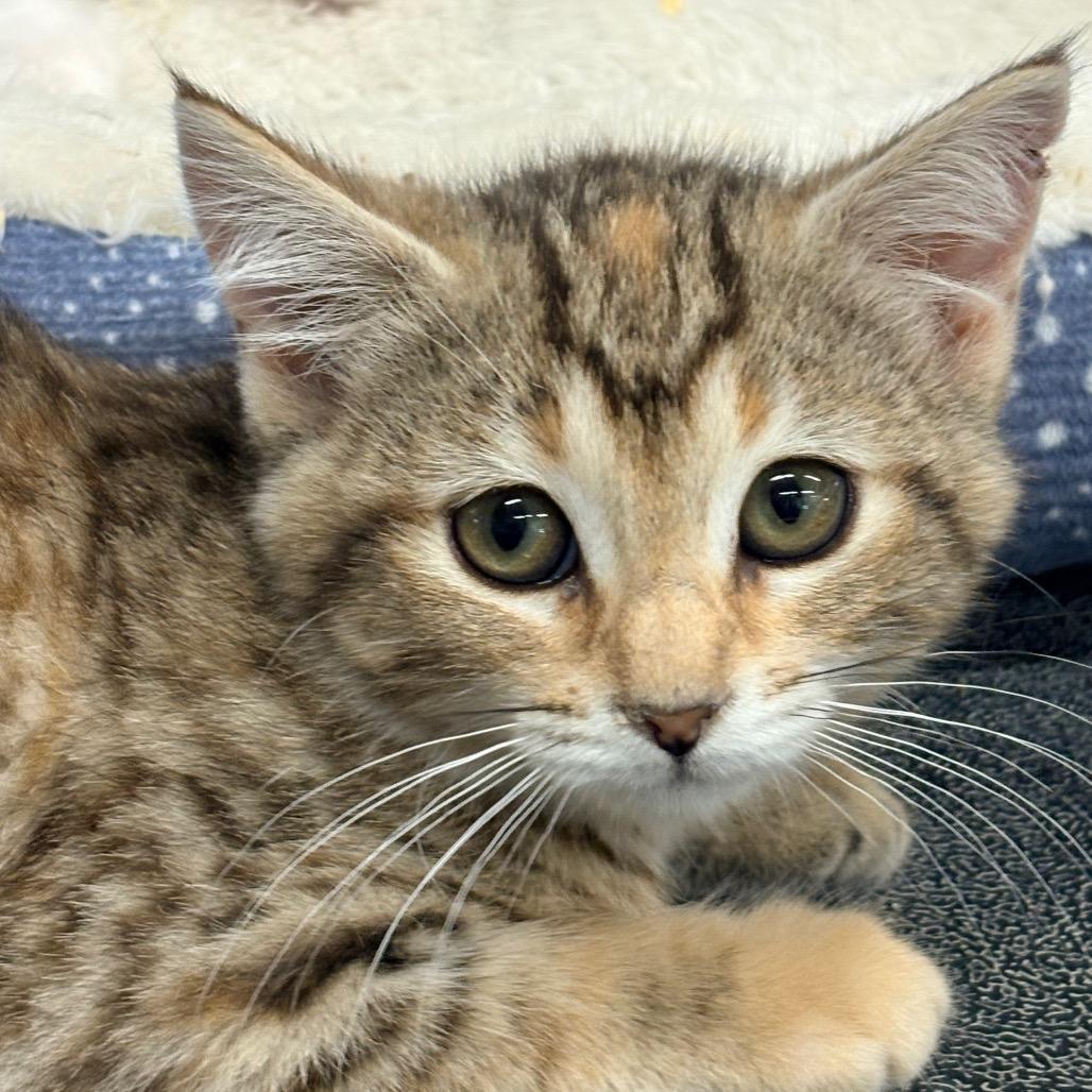 Roxanne, Adopted, Young Female Domestic Short Hair.
