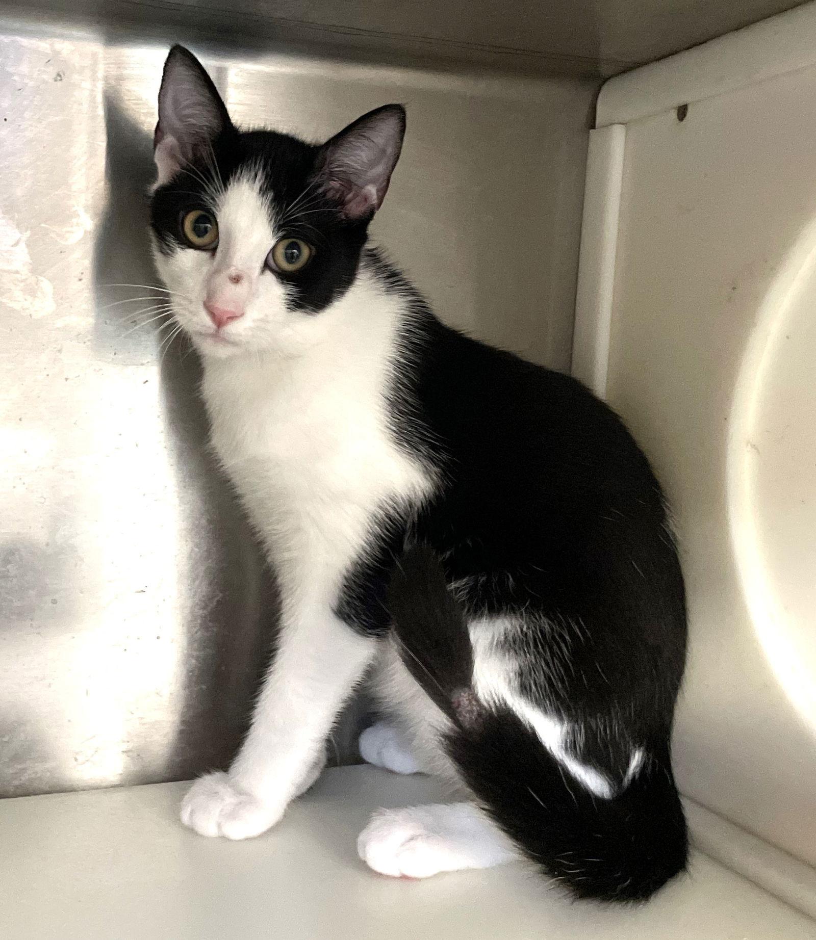 Peter, Adoptable, Young Male Domestic Short Hair.