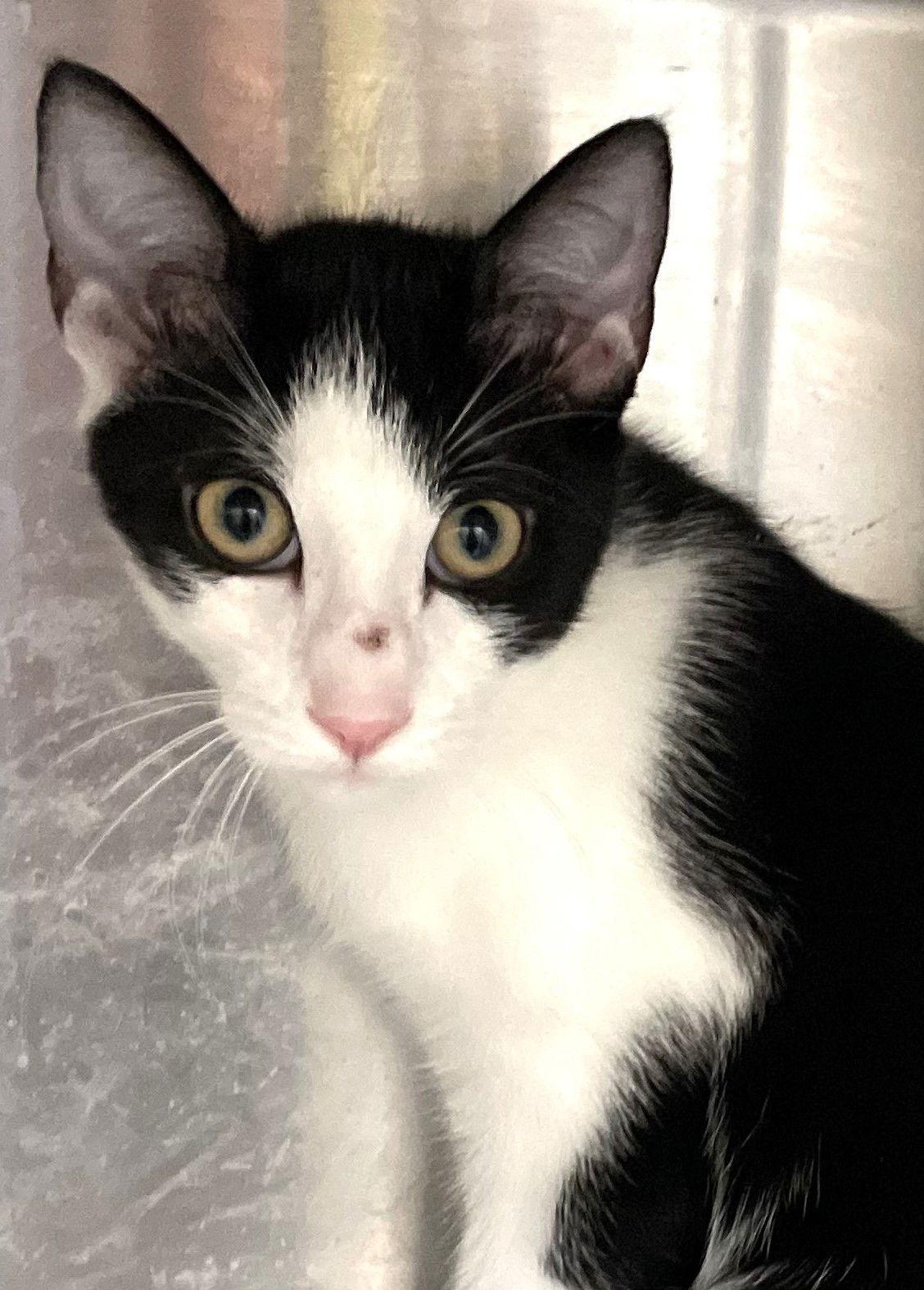 Enlarge Peter, a Adoptable Domestic Short Hair in Carrollton, GA image 2/3