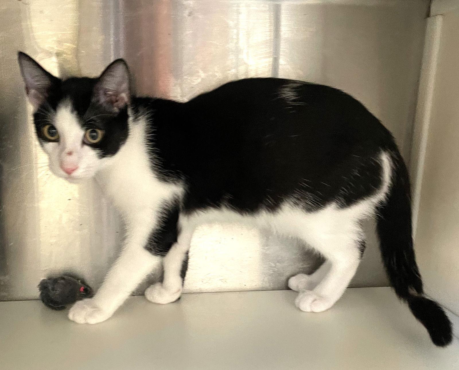 Enlarge Peter, a Adoptable Domestic Short Hair in Carrollton, GA image 3/3