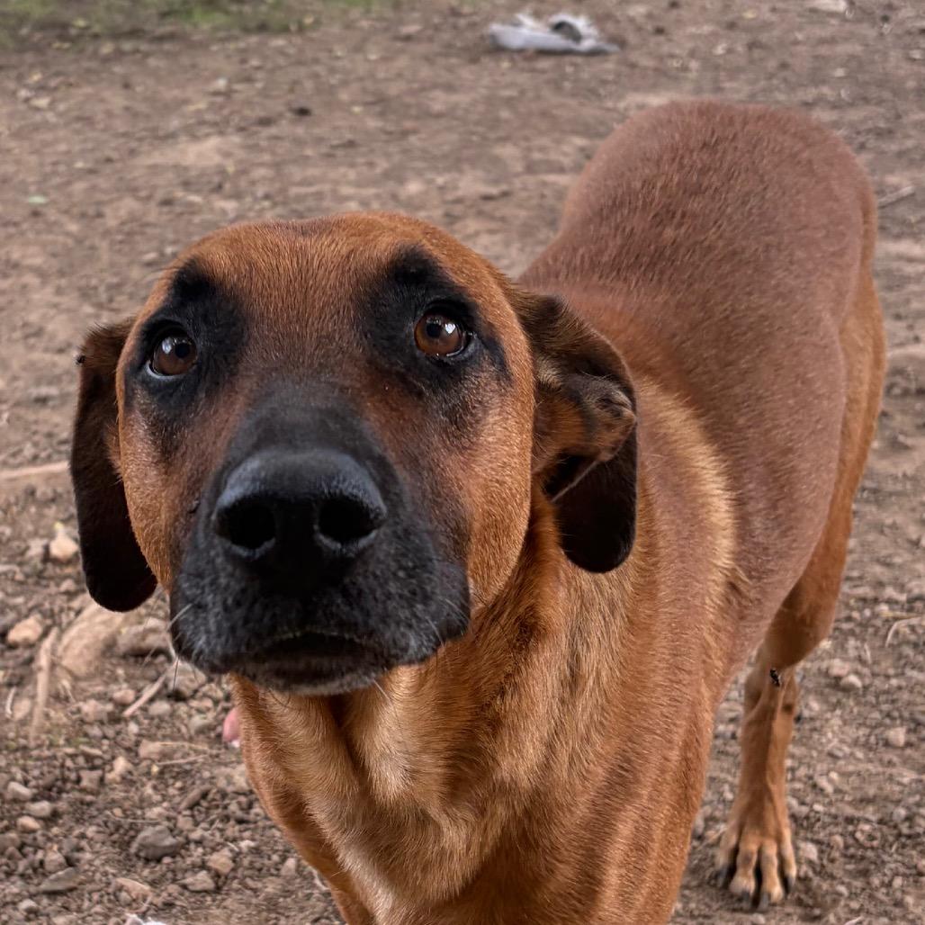 Cody, Adoptable, Adult Male Mixed Breed.