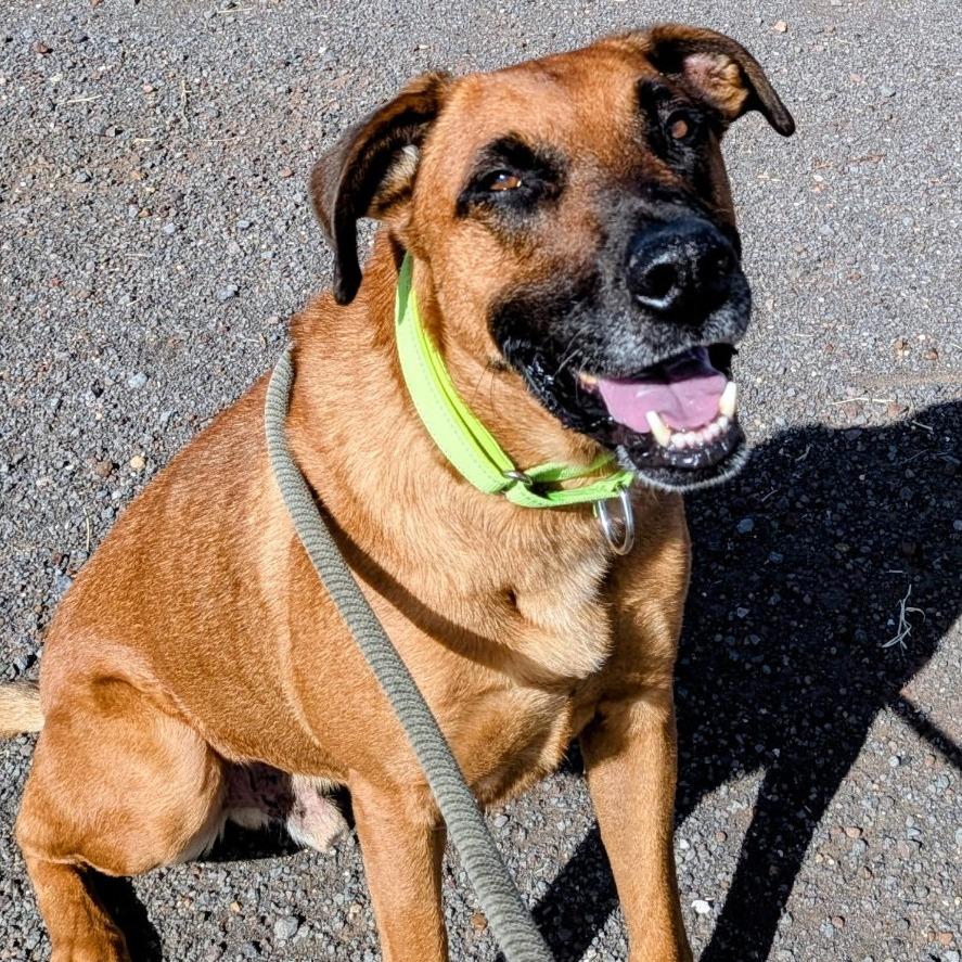 Enlarge Cody, a Adoptable Mixed Breed in Flagstaff, AZ image 2/6