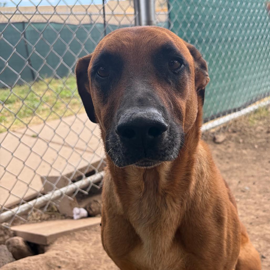 Enlarge Cody, a Adoptable Mixed Breed in Flagstaff, AZ image 3/6