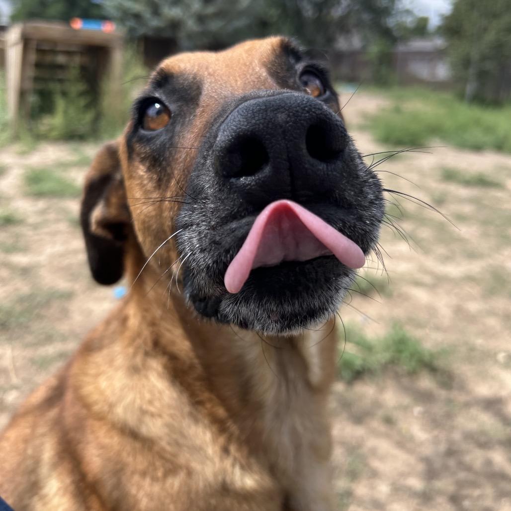 Enlarge Cody, a Adoptable Mixed Breed in Flagstaff, AZ image 4/6