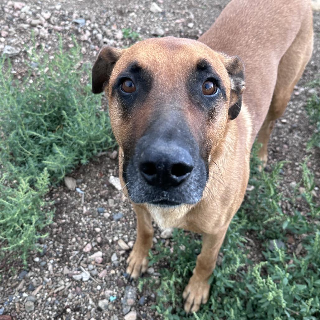 Enlarge Cody, a Adoptable Mixed Breed in Flagstaff, AZ image 5/6