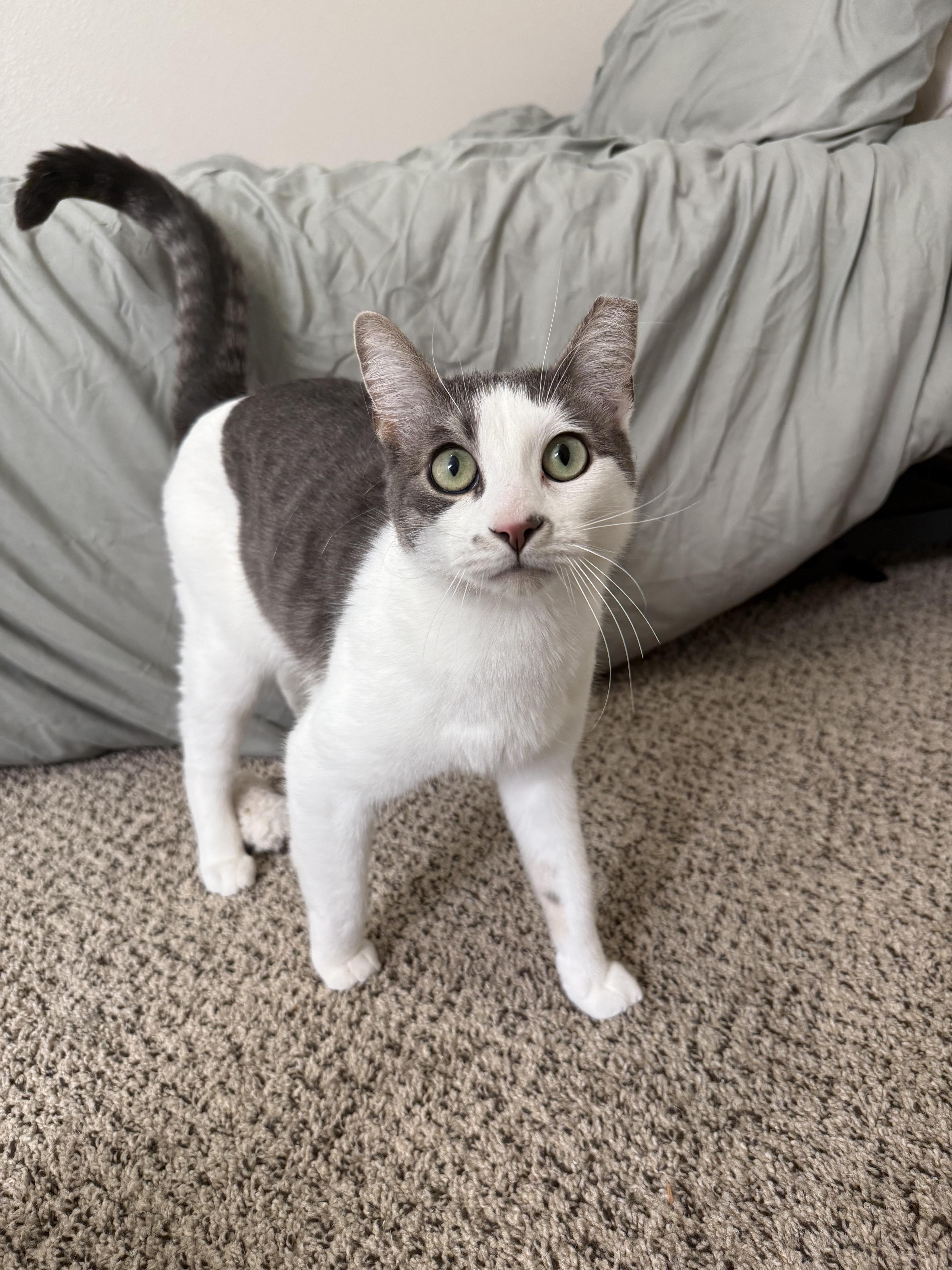 Theo, ADOPTABLE, Young Male Domestic Short Hair.