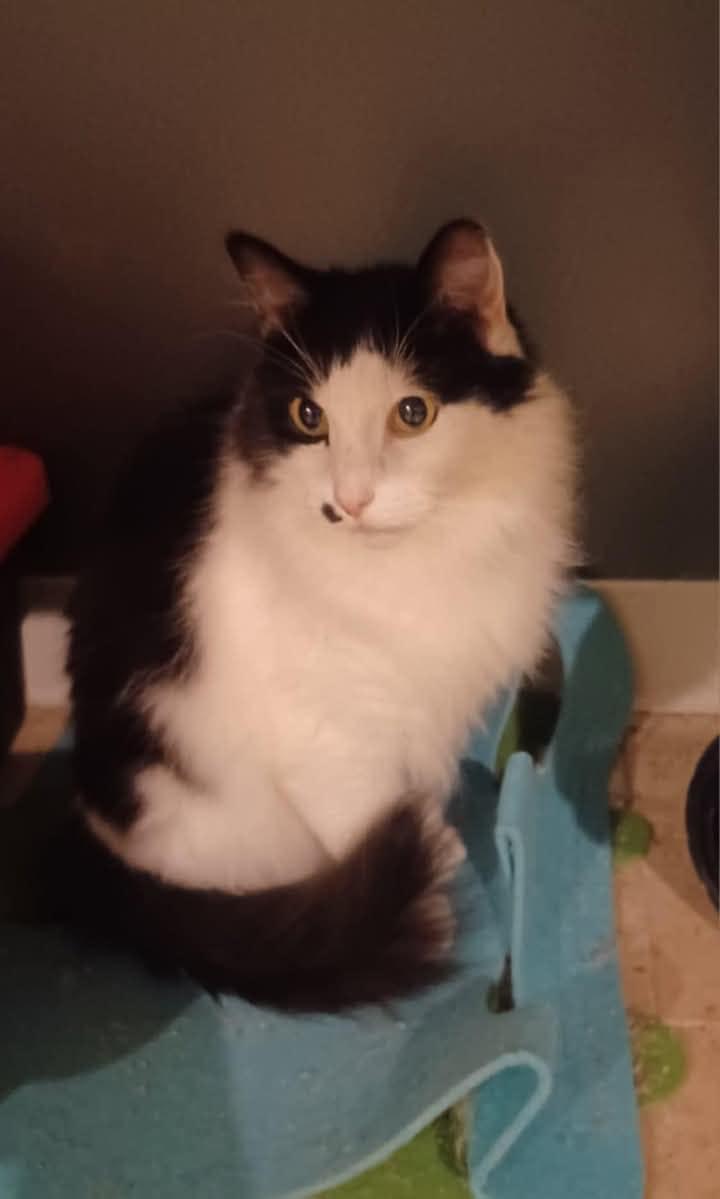 Pierre, Senior Male unknown