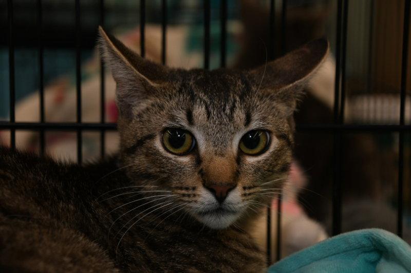 Enlarge Brandon, a Adopted American Shorthair in Naples, FL image 1/3