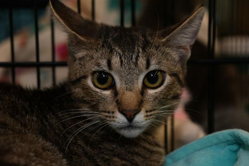 Enlarge Brandon, a Adopted American Shorthair in Naples, FL image 2/3